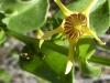 Funky flower in bloom