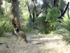 One of the locals